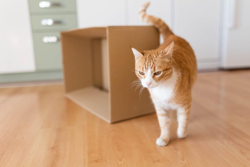 Mèo đang thích nghi với môi trường